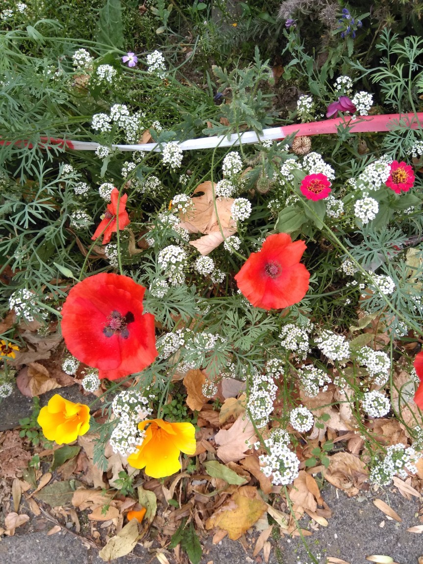Mein Balkongarten oder Erste Schritte mit dem Bio-Balkon-Kongress