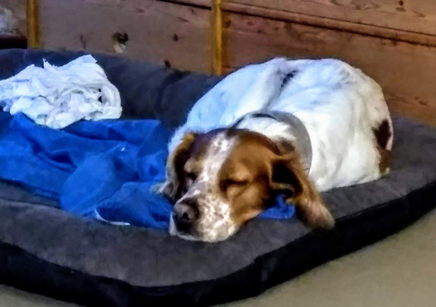 “Natürlich kann man ohne Hund leben es – lohnt sich nur nicht.” (Heinz&nbsp;Rühmann)