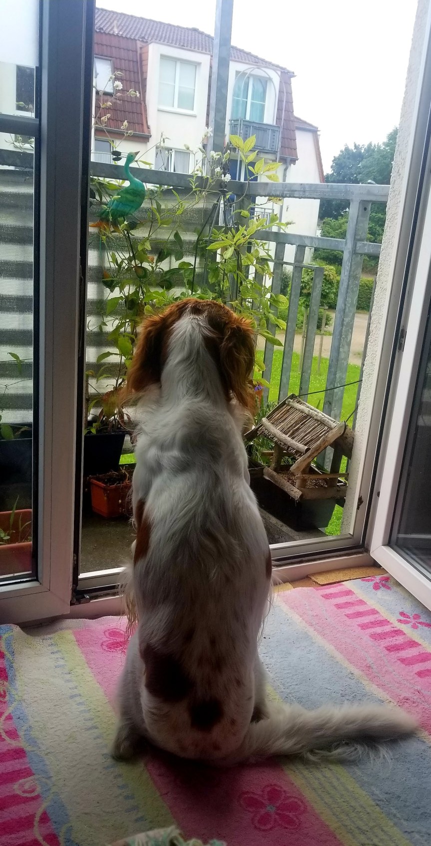 12 von 12 im Oktober oder Drei Jahre Herr Bretone an meiner&nbsp;Seite