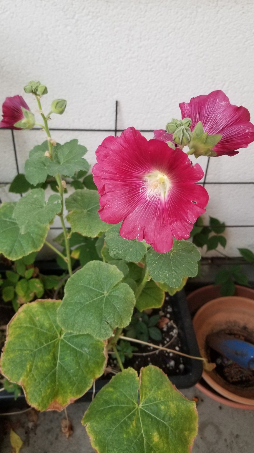 Wildblumenwiese im Balkongarten – was zählt ist der erste&nbsp;Schritt
