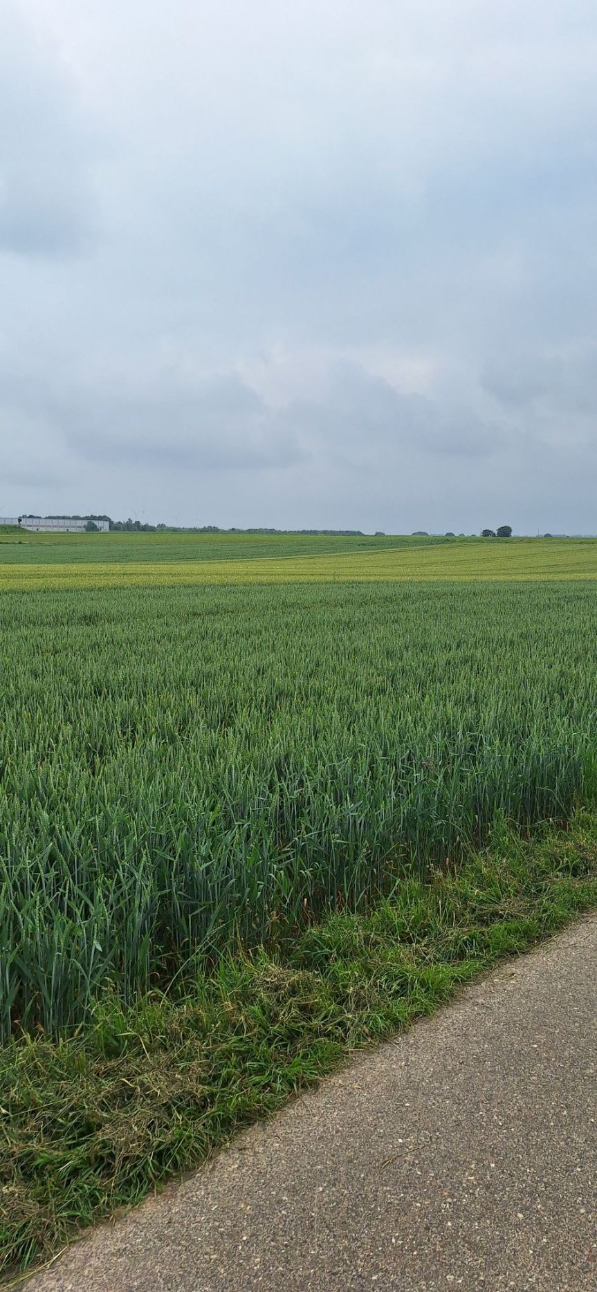 Wochenrückblick #21-2024 Stadtradeln, Balkongarten und&nbsp;Webfundstücke