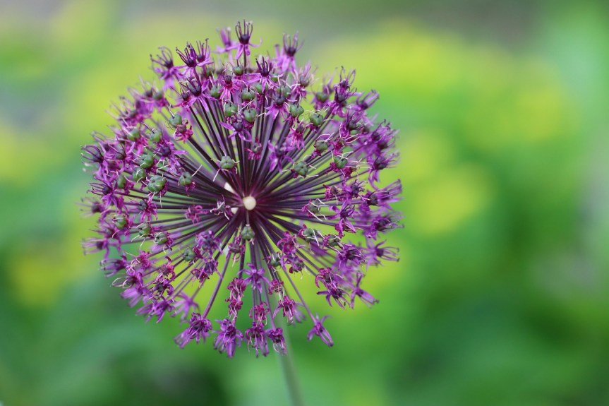Konferenz über Biodiversität:            30% Schutz bis&nbsp;2030