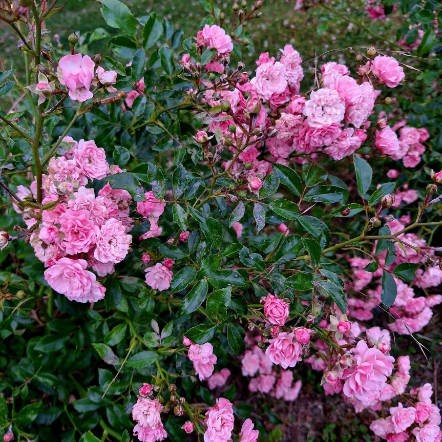Mein Wochenrückblick auf die zweite Juniwoche in Bildern und handschriftlichen Notizen