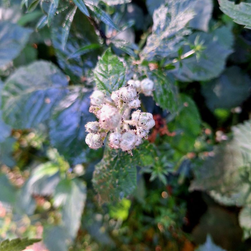 Wachsen mit der Brombeere: Eine Metapher für&nbsp;Ausdauer